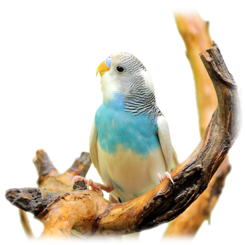 quik-budgie2